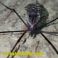 /home//u458753944/public_html/sourcegallery///////////////////Insects and small critters/flies (Diptera)/P7070254.JPG